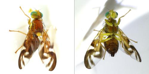 Euleia sp.